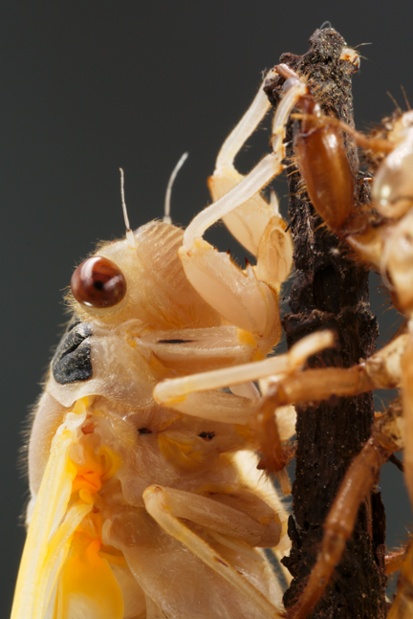cicada molting close