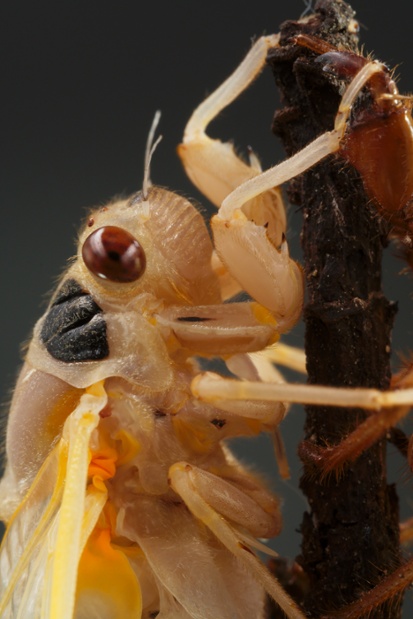 cicada molting close