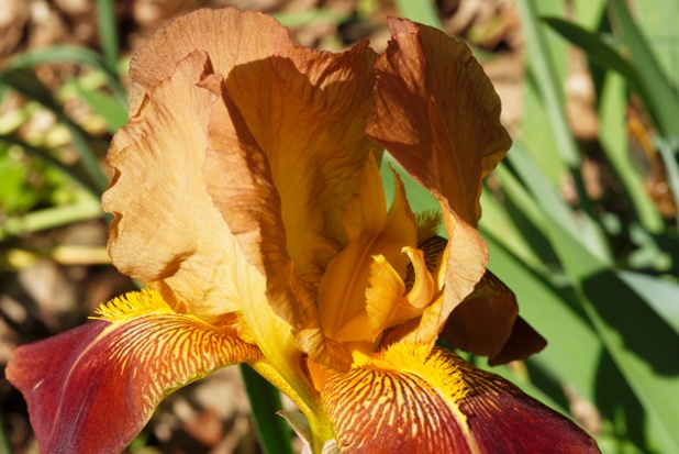 iris flower