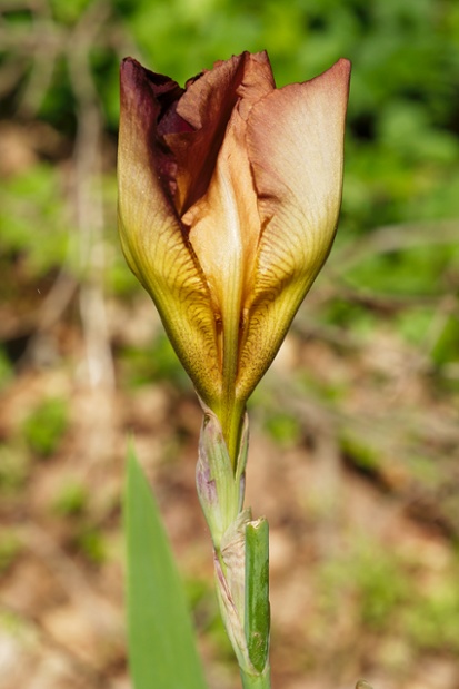 iris opening