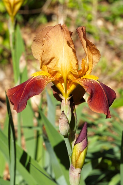 iris and buds