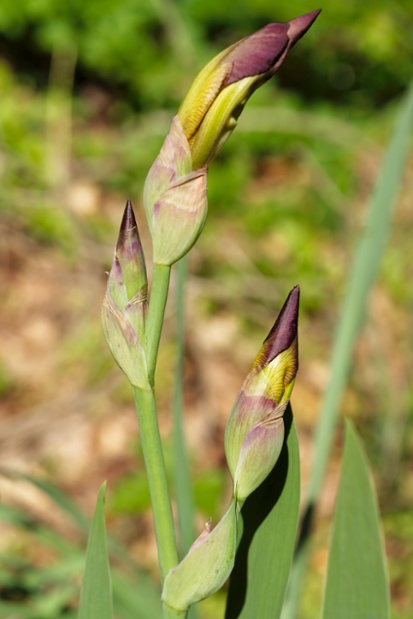 iris buds