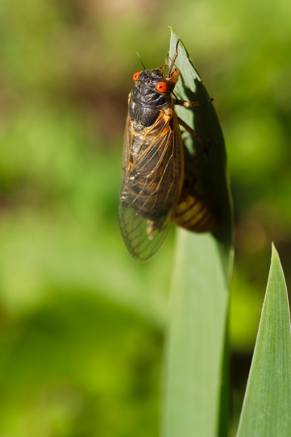 cicada with shed