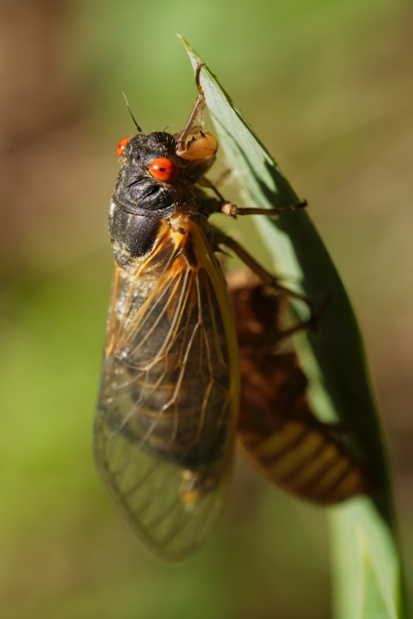 cicada with shed
