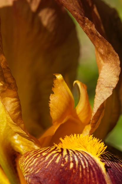 iris flower close