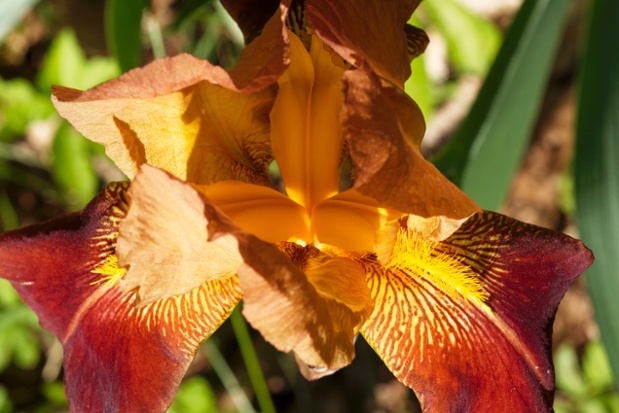 iris flower above
