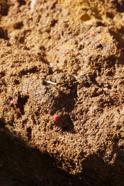 red mites on stone