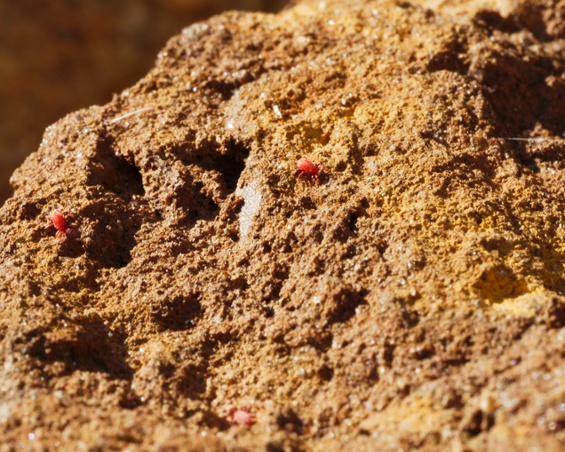 red mites on stone