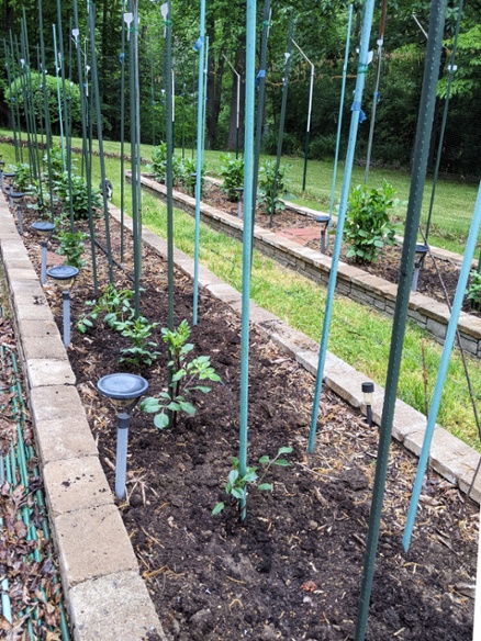 dahlias planted front beds