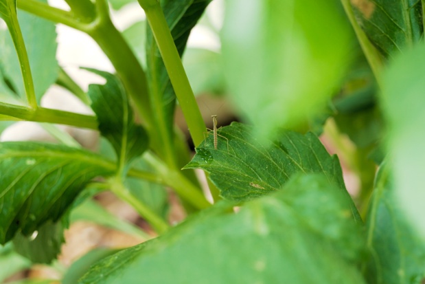 mantis nymph on dahlia