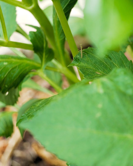 mantis nymph on dahlia