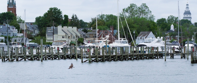 osprey fish annapolis