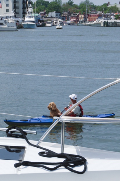 kayak dog