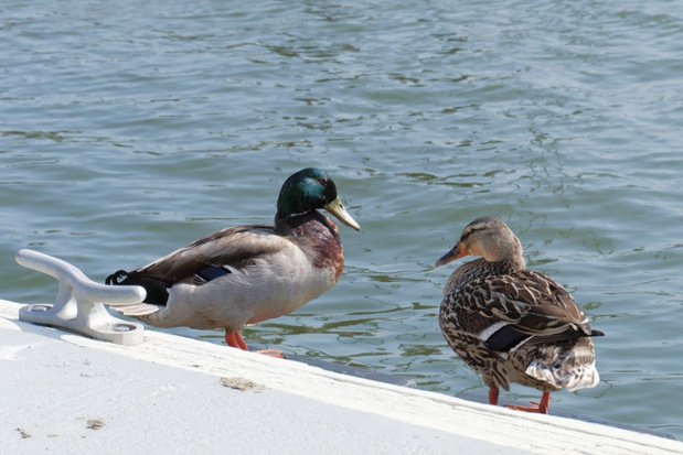 ducks