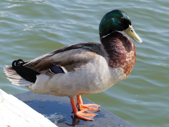 mallard