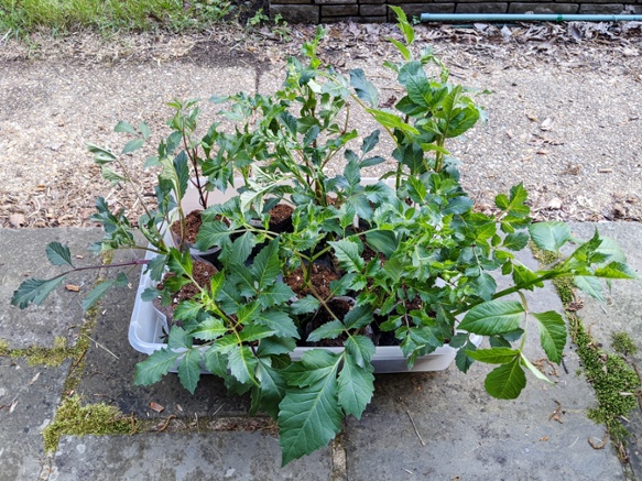 dahlias to plant