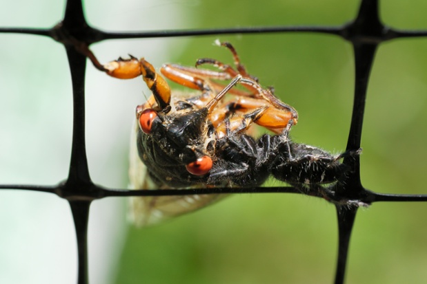 jumping spider eating cicada