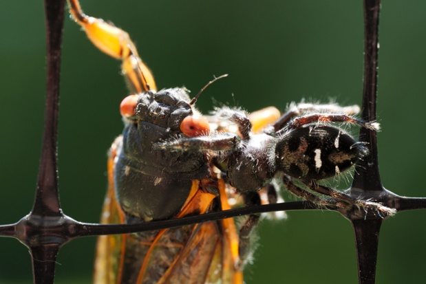 jumping spider eating cicada