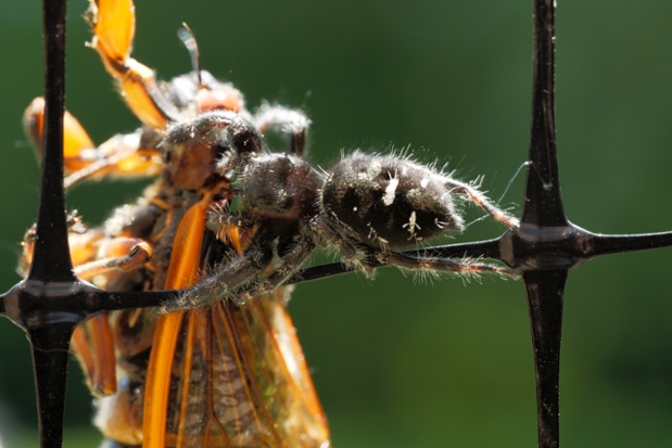 jumping spider eating cicada