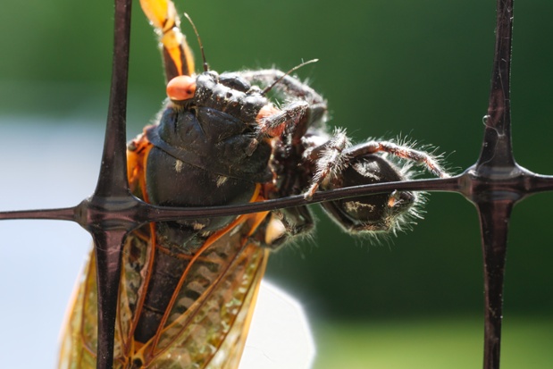 jumping spider eating cicada