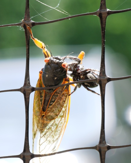 jumping spider eating cicada