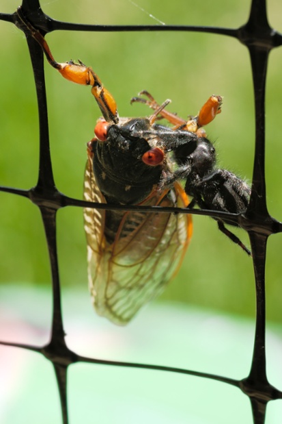 jumping spider eating cicada