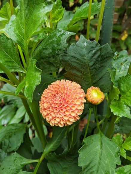 amber green blooming