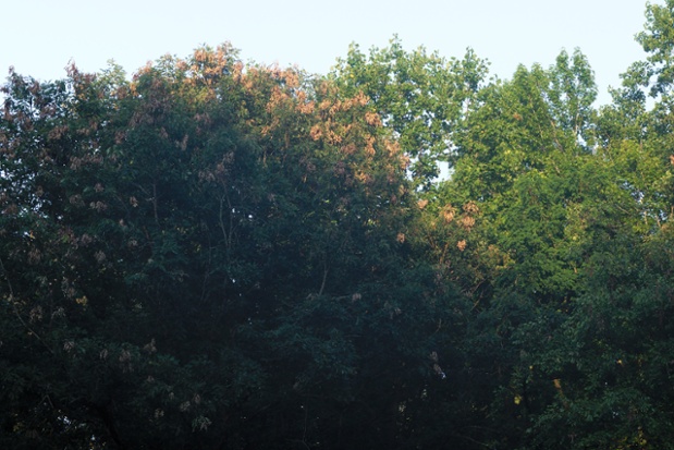 cicada tree damage