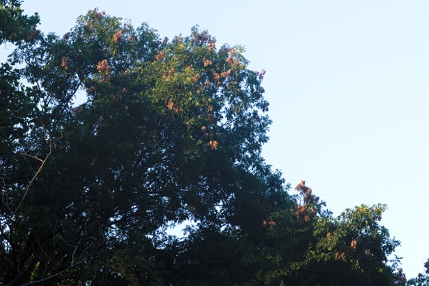 cicada tree damage