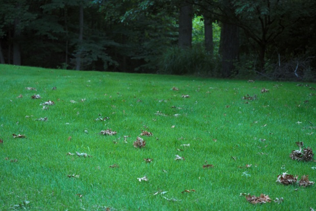 cicada tree damage