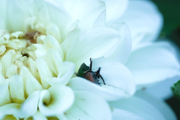 japanese beetle on dahlia