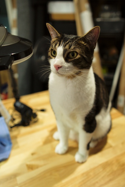 cat on work table