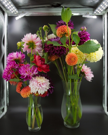 dahlias in vases