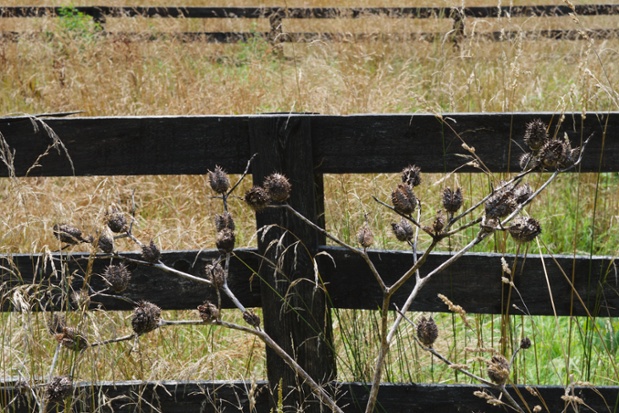 jimson weed branches and pods