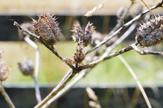 jimson weed pods