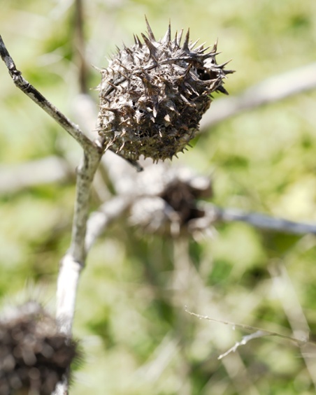 jimson weed pod