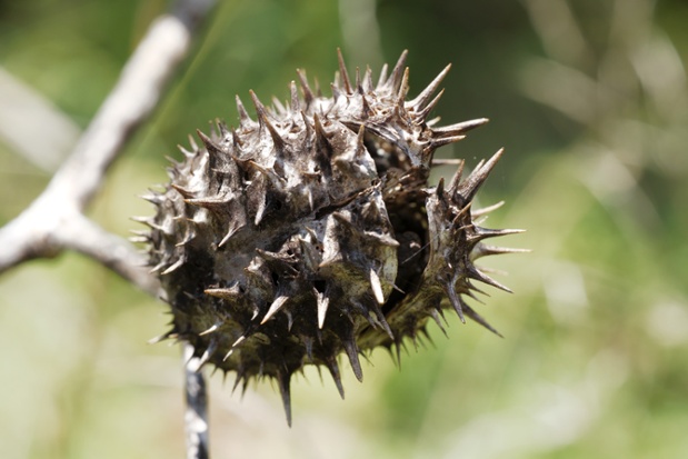 jimson weed pod