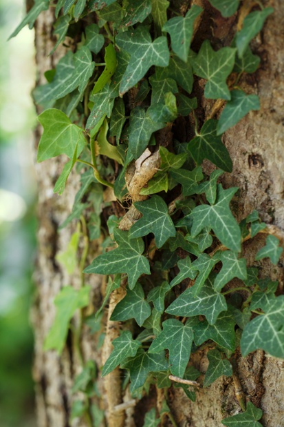 ivy on tree