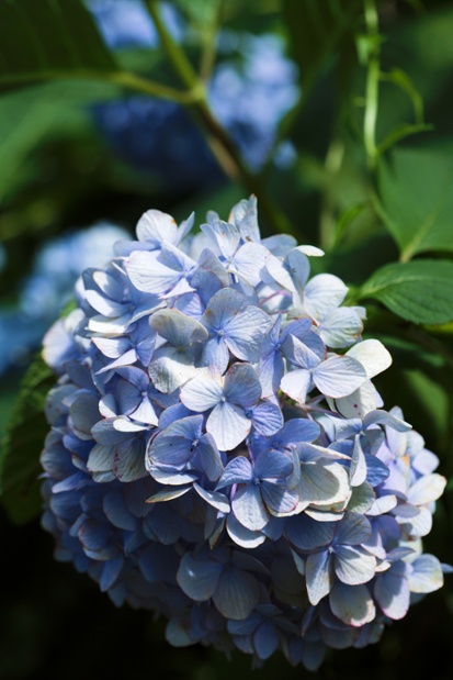 blue hydrangea