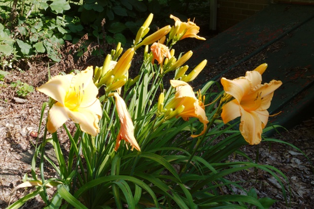 daylilies