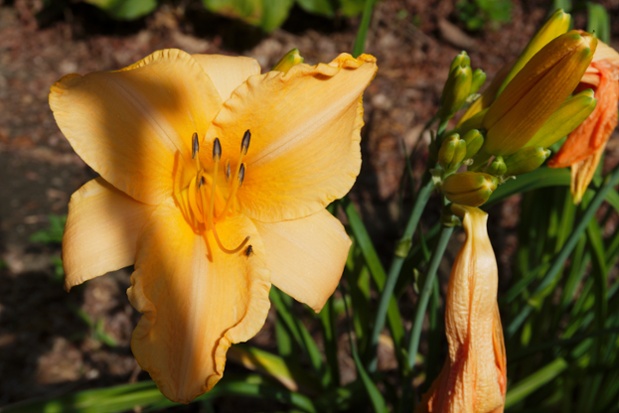 daylily flower and buds