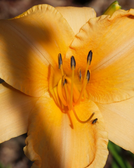 daylily flower center