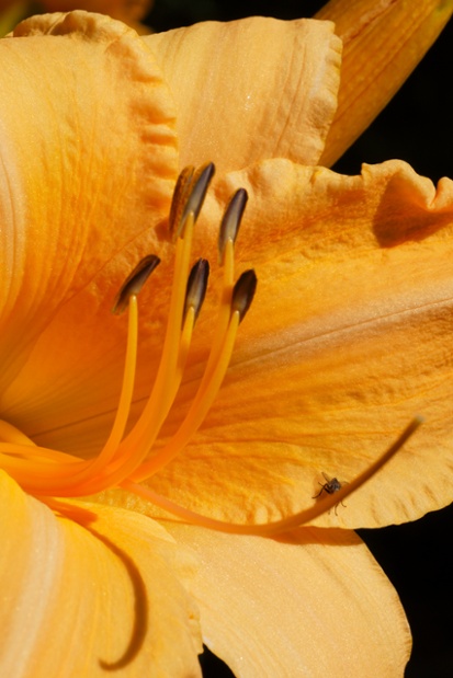 daylily flower close
