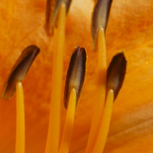 daylily anthers