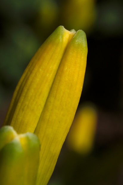 daylily bud close