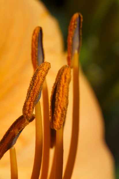 daylily anthers