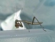 mantis eating