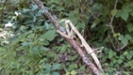 l7 mantis on stick
