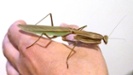 l8 mantis on hand