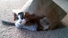 cat peeking out of bag